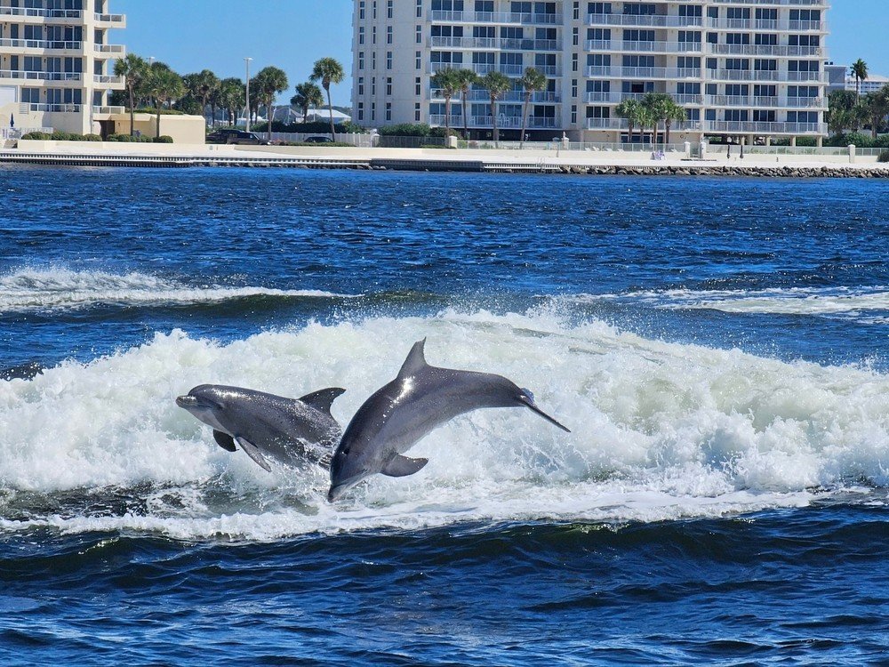 dolphins jumping in wakes during daytime dolphin tour in destin fl